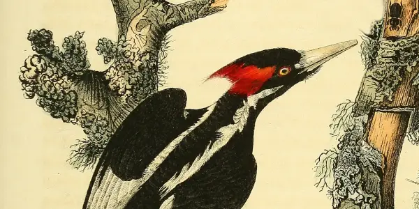 The Pursuit of a Meaningful Life: Reflections from Tycho Brahe to Nathaniel Hawthorne