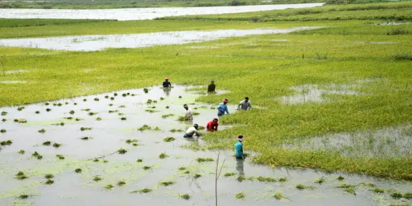 Global Rice Yields Plummet Due to Extreme Flooding, New Study Reveals
