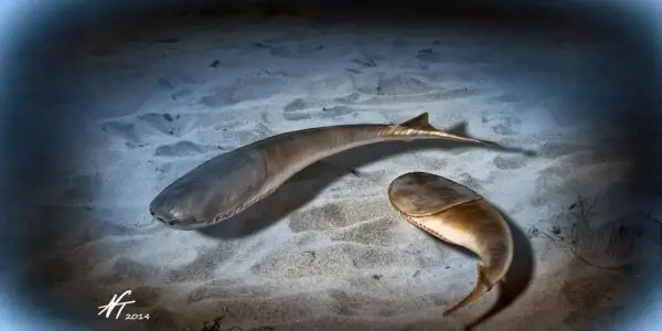 The Late Ordovician Mass Extinction: A Pivotal Moment in Marine Evolution