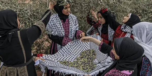 The Olive Harvest in Palestine: A Cultural and Agricultural Tradition