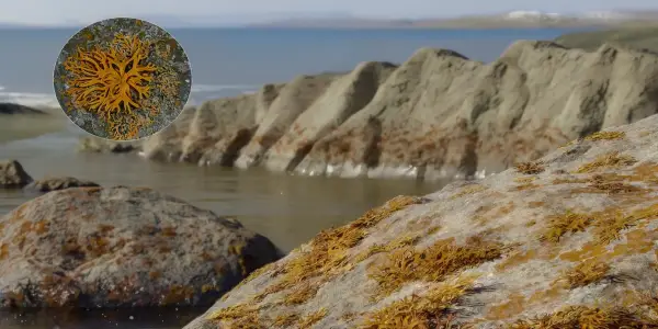 New Fossil Discovery Alters Understanding of Plant Evolution on Land
