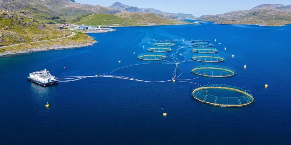 Reassessing the Impact of Farmed Seafood on Ocean Ecosystems