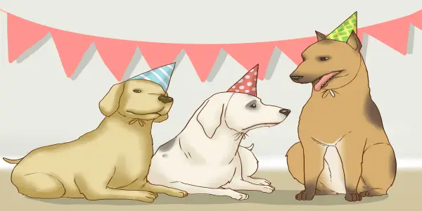 Discover Your Birth Animal Through a Unique Quiz