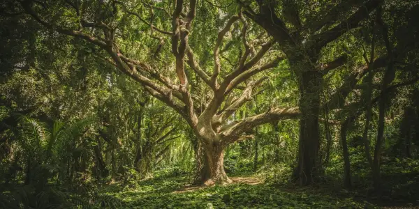 Advocating for Forest Sovereignty: A Call for Ethical Stewardship