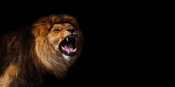 AI Unveils Hidden Lion Roar, Revolutionizing Conservation Efforts
