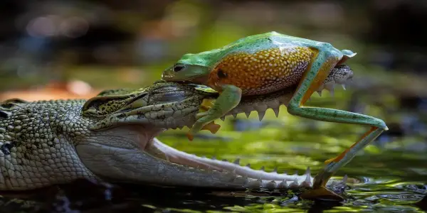 Exploring Nature's Artistry: Highlights from the Nature's Best Photography Awards 2025