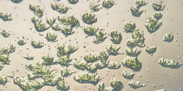 Moss Survives 9 Months in Space and Thrives After Return to Earth