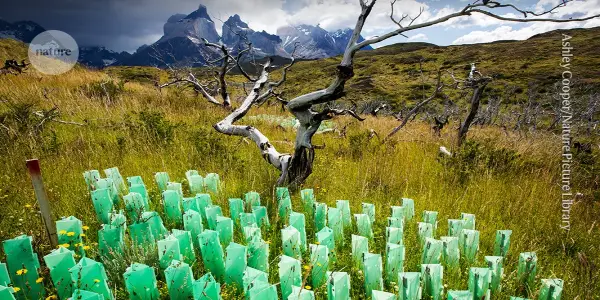 The Limitations of Carbon Credits in Combating Climate Change