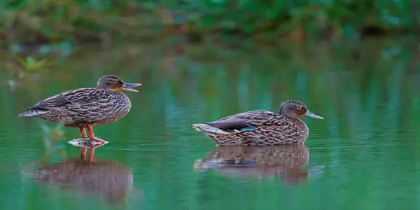 Hawaii Officials Issue Warning Following Presumptive Bird Flu Case in Manoa Duck