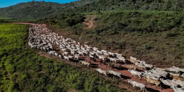 Deforestation-Free Beef: A Sustainable Approach for Brazil's Environment and Economy