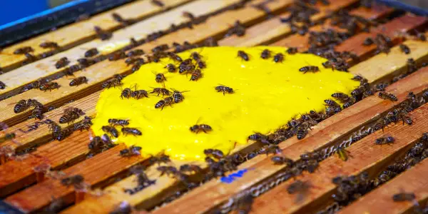Innovative 'Superfood' Supplement Aims to Bolster Honeybee Nutrition Amidst Challenges