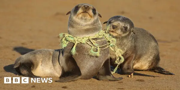 The Deadly Impact of Plastic Ingestion on Marine Life Unveiled