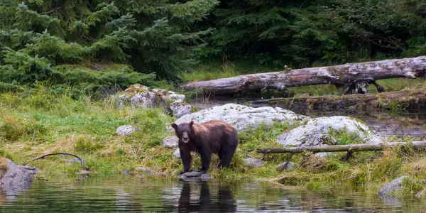 Seven Enchanting Forests in the U.S. That Seem Plucked from a Fairy Tale