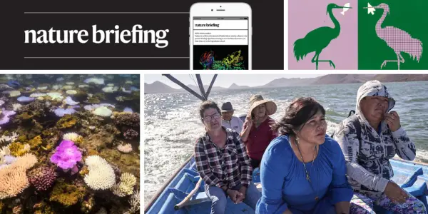 New Report Warns Corals Have Reached Irreversible Tipping Point Amid Climate Crisis