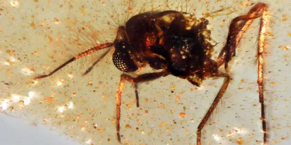 Ecuadorian Quarry Yields 112-Million-Year-Old Amber Filled with Ancient Insects