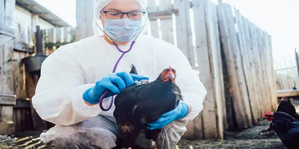 Experts Warn of Potential Human Pandemic from Bird Flu Amid Global Spread
