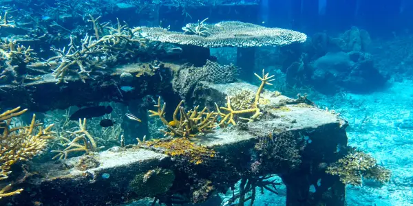 Understanding Artificial Reefs: A Solution for Coral Conservation