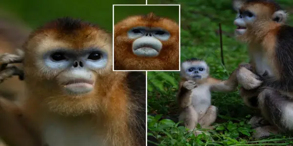 Golden Snub-Nosed Monkeys Make European Debut in Cultural Exchange