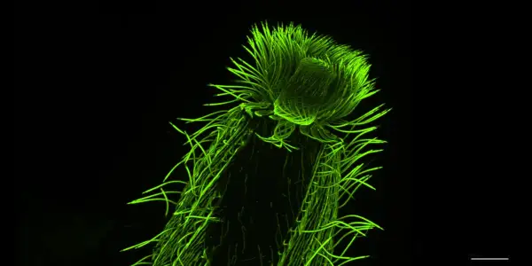 Breakthrough in Microscopy Sheds Light on Ocean's Hidden Plankton Life