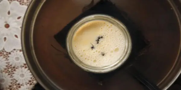 Researchers Collaborate with Michelin Chefs to Revive Ancient Bulgarian Yogurt Recipe Using Ants
