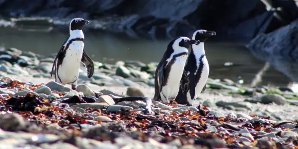 Intensified Competition Threatens African Penguins Amid Fishing Pressures