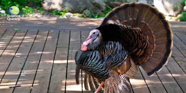 Revival of Wild Turkeys: A Conservation Triumph in America