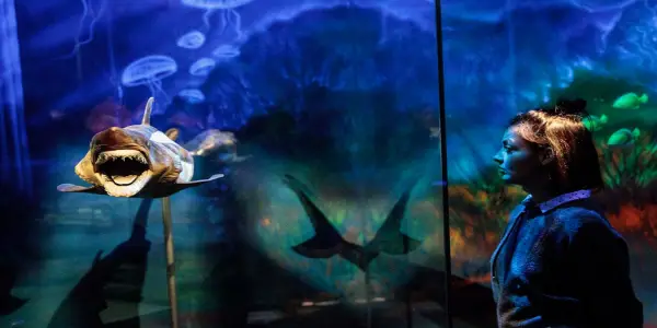 Natural History Museums: Essential Partners in Shark Conservation Research