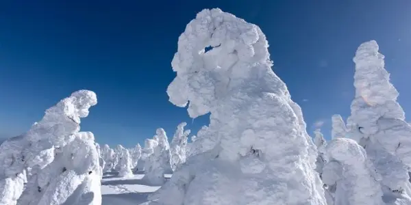 Efforts Underway to Preserve Japan's Unique 'Snow Monsters'