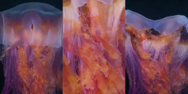 Diver Captures Stunning Footage of the World’s Largest Jellyfish Species at Night