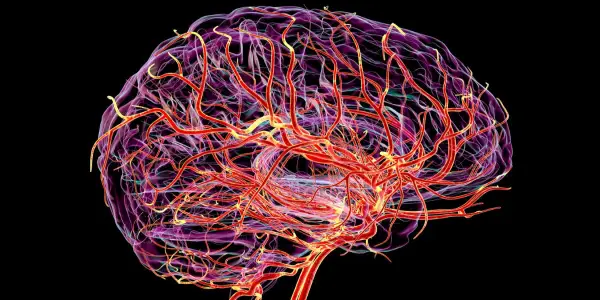 New Imaging Technique Unveils Brain's Pulsatile Blood Flow, Potentially Indicating Dementia Risk