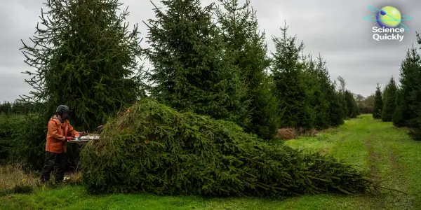 Researchers Tackle Climate Challenges to Preserve Christmas Tree Tradition