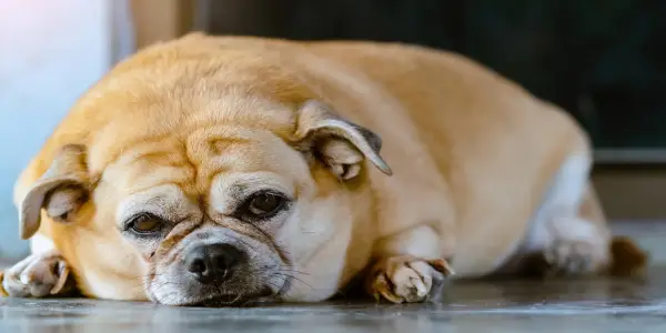 Chronic Diseases in Animals Mirror Human Health Crisis