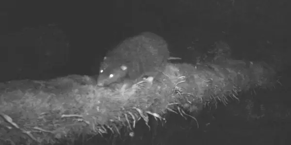 Rediscovery of Giant Rat in Papua Mountains Marks Significant Scientific Milestone