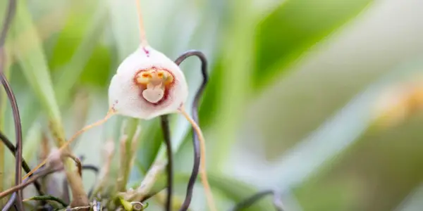 Threatened Monkey Face ‘Dracula’ Orchids Face Extinction Risk