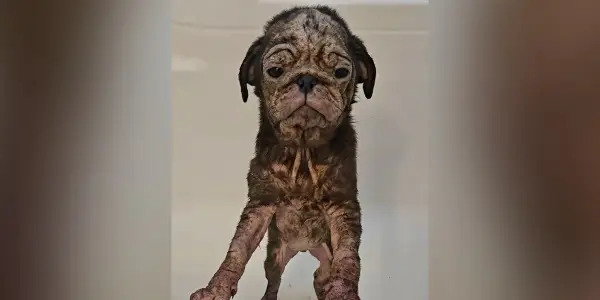Transformed Puppy Overcomes Severe Skin Condition After Rescue