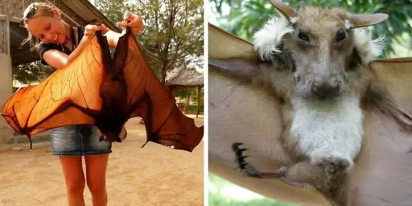 30 Unusual Bat Species That Challenge Conventional Perceptions