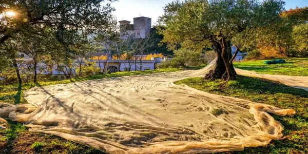 Exploring Italy's Olive Oil Tourism: A Luxurious Journey into Flavor
