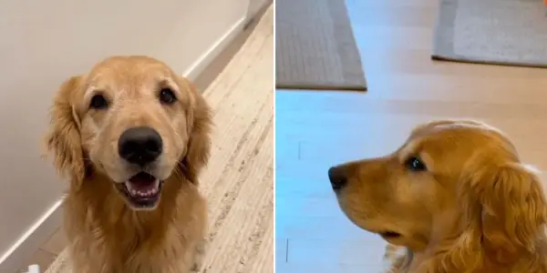 Golden Retriever's Hilarious Reaction to Late Dinner Goes Viral