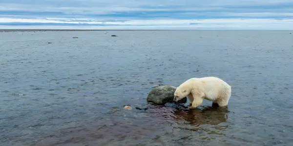 Reevaluating the Polar Bear Narrative Amid Climate Change Concerns