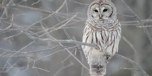 U.S. Fish and Wildlife Service's Plan to Cull Barred Owls Advances Amid Controversy