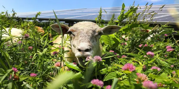 Modern Shepherding: Earning Over $100,000 Annually in the Solar Industry