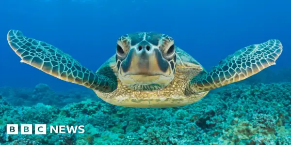 Green Turtle Sees Significant Recovery Thanks to Global Conservation Efforts