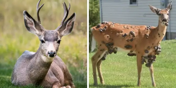 Chronic Wasting Disease Resurfaces in Florida, Prompting Urgent Wildlife Management Response
