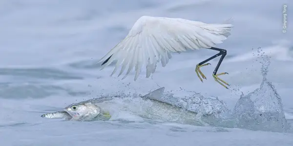 Wildlife Photographer of the Year 2025: Celebrating Nature Through Stunning Imagery