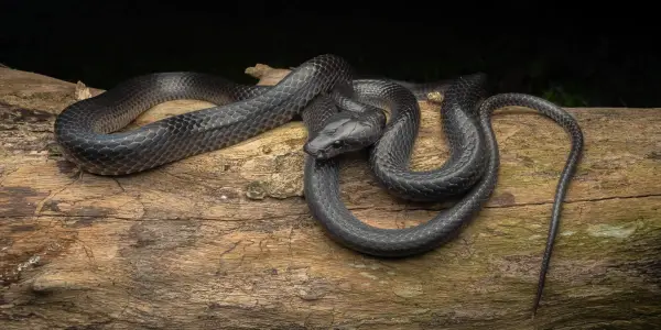 Newly Discovered Snake Species Named After Steve Irwin