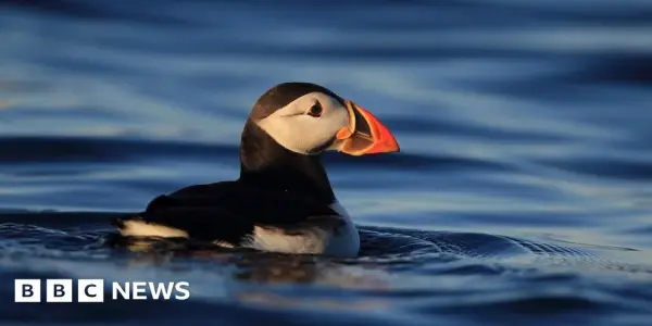 Puffins Make Historic Return to Isle of Muck After 25-Year Absence