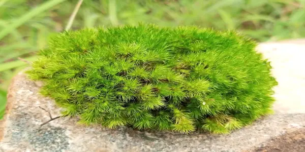 Moss Endures Nine Months in the Vacuum of Space