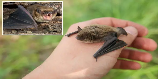 Tragic Rabies Case: 11-Year-Old Boy Dies After Bat Encounter in Canada