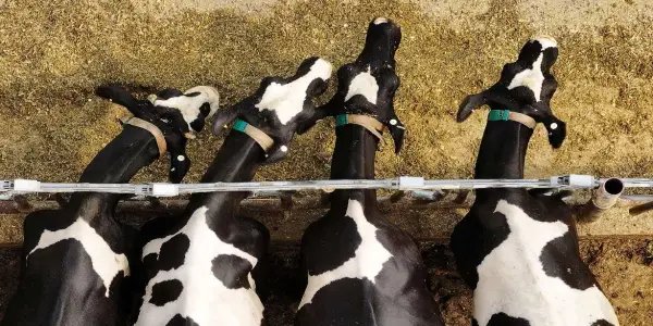 Local Emergency Declared in Box Elder County Due to Bird Flu Impact on Dairy Farms
