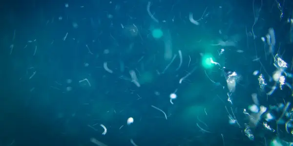 Unexpected Nutrient Source Discovered in Deep-Sea Ecosystems